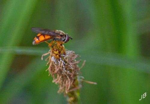 Réf. 180 176 : Platycheirus fulviventris